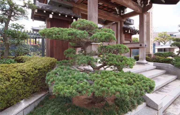 山門と松